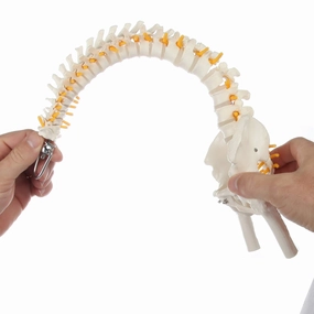 Axis Scientific Miniature Spine Anatomy Model, 15.5" Mini Vertebral Column Model Details Vertebrae, Spinal Nerves, Lumbar & Pelvis - Includes Stand, Product Manual,