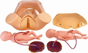 Birth Simulator with 2 Fetus & 2 Placenta & 2 Umbilical Cord & Carrying Bag, Life Size Pelvic Child Birth Model for Education and Training