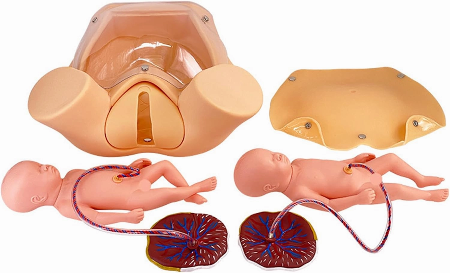Birth Simulator with 2 Fetus & 2 Placenta & 2 Umbilical Cord & Carrying Bag, Life Size Pelvic Child Birth Model for Education and Training