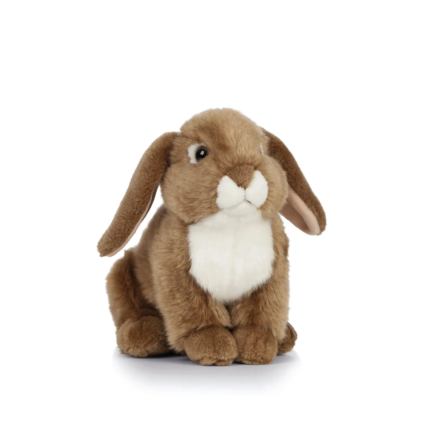 Brown French Lop Eared Rabbit