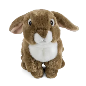 Brown French Lop Eared Rabbit