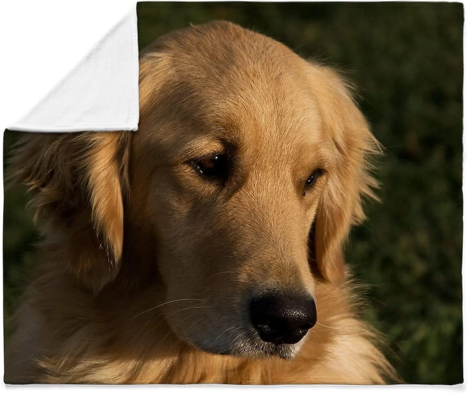 CafePress (12 Golden Retriever Head Shot Throw Blanket Super Soft Fleece Plush Throw Blanket, 60"x50"