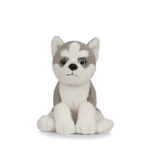 Husky Puppy