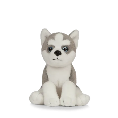 Husky Puppy