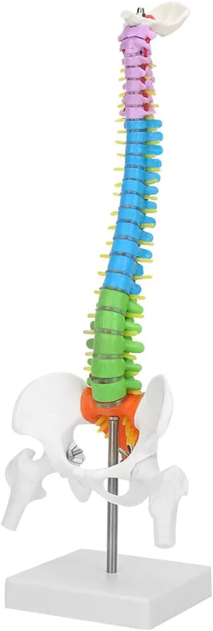 LifeSize Flexible Human Spine Model with ColorCoded Detailing and Pelvis Femur - 45cm PVC Anatomical Skeleton for Education and Display