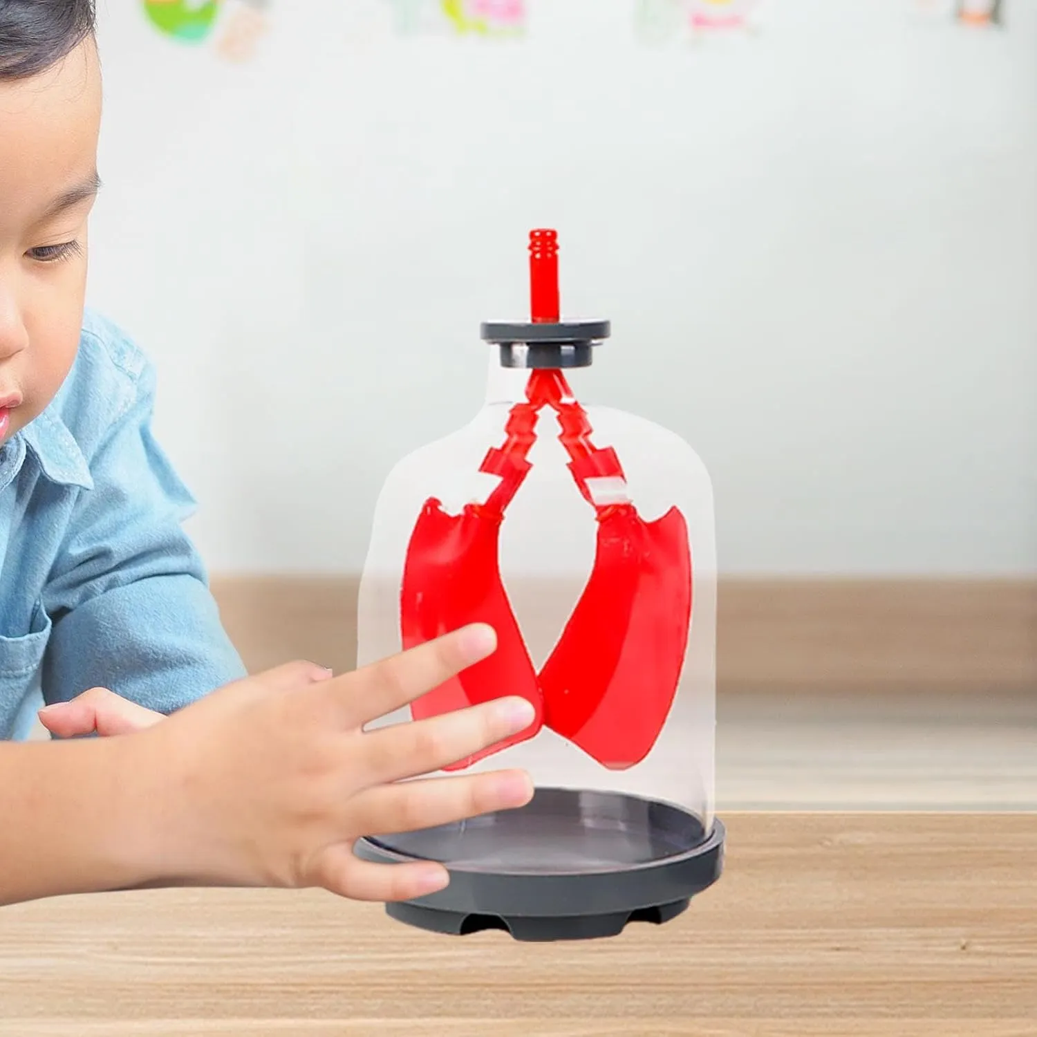 Lung Breathing Demonstration Model Teaching Tool Experiment Project Lung Respiration Model for School Children Boys and Girls, red