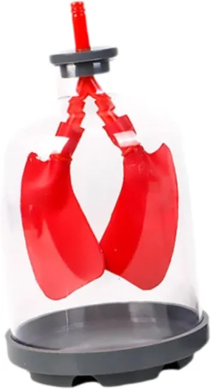 Lung Breathing Demonstration Model Teaching Tool Experiment Project Lung Respiration Model for School Children Boys and Girls, red