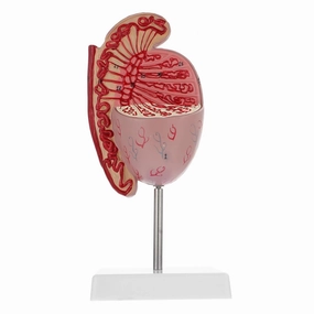 Mobestech Male Reproductive System Model Dissection Prop for Human Anatomy Study Realistic Design for Teaching Educational Tool for Biology Classes Flexible Detailed Model for Students