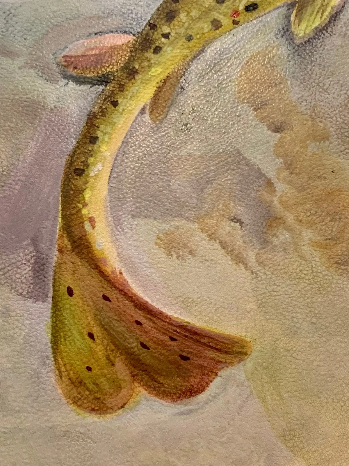 Spearfish Canyon Brown Trout Bench (Available)